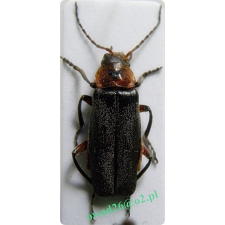 Cantharis rustica Fallén, 1807 Cantharis rustica Fallén, 1807 Omomiłek wiejski